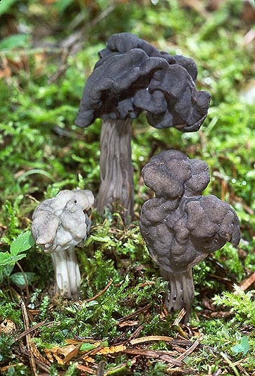 Helvella vespertina